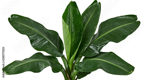 Tablou pe pânză Large green banana leaves with prominent veins, isolated on transparent backgrou