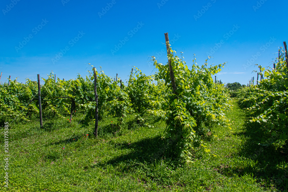 Fototapeta premium Panorama dei filari di una vigna sull'isola di Sant'Erasmo nella laguna di Venezia in una giornata estiva