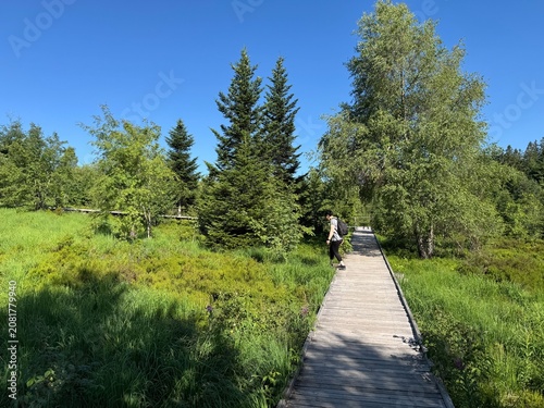 Фотография Lotharpfad adventure trail in the Black Forest National Park or Lothar education