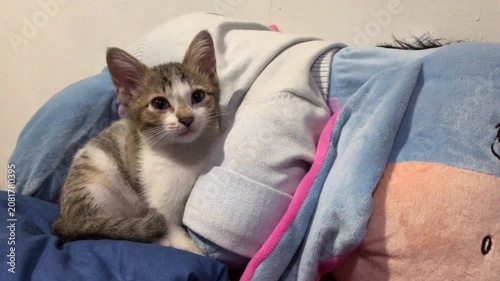 A cute small tabby kitten sitting on a soft blue plush toy with a very sleepy and funny face.