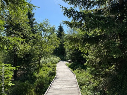 Quadro su tela Lotharpfad adventure trail in the Black Forest National Park or Lothar education