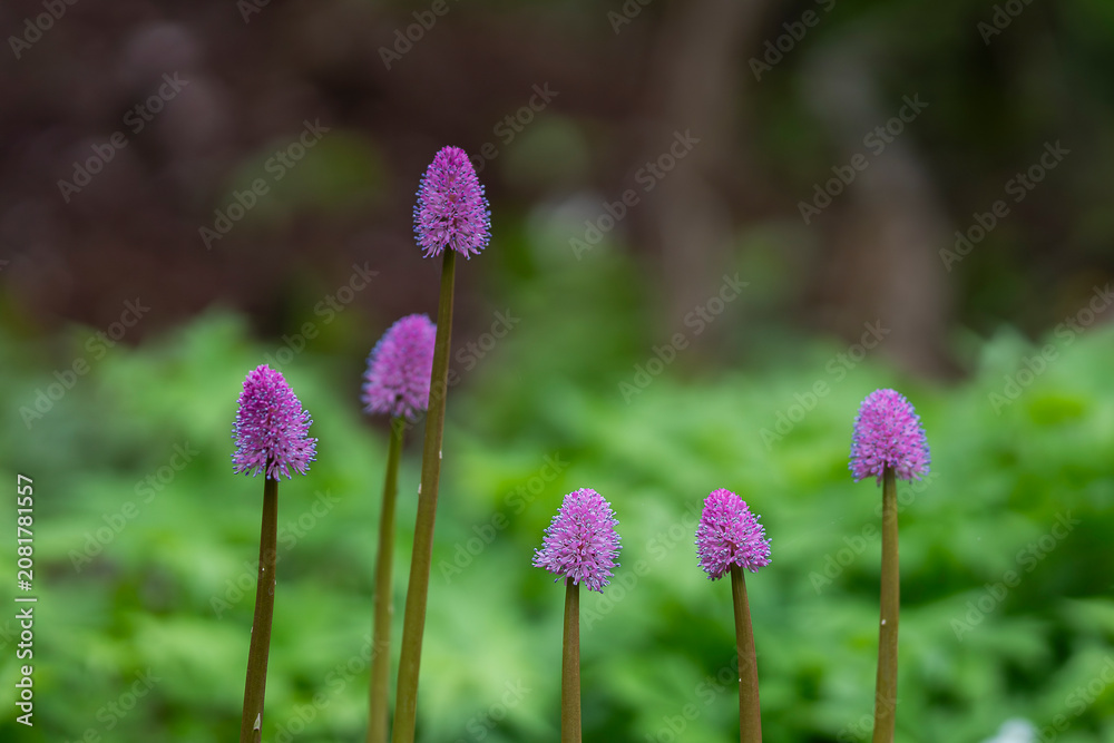Fototapeta premium Swamp pink flowers announce the arrival of spring, celebrating one of nature's rarest woodland treasures. Pink swamp pink (Helonias bullata) wildflowers blooming on slender stems in a woodland. 