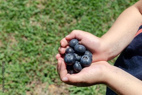 Ripe, blueberry (Vaccinium myrtíllus) in children's hands close-up.