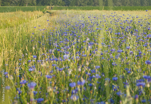 Blau blühendes Kornblumenfeld am Rand einer landwirtschaftlichen Wiese im Sommerwind