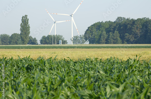 Windkraftanlagen hinter einem grünen Maisfeld und landwirtschaftlichen Nutzflächen im Sommer