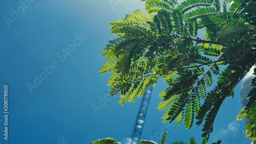 A serene video showing lush green tree branches swaying gently in a bright blue sky against an urban background