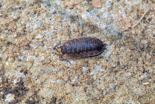 Tableau sur toile Common Rough Woodlouse On Stone Surface