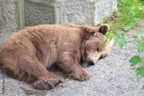Konstfotografi urso animal zoologico berna suíça zoo