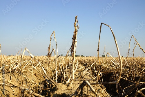 Konstfotografi A field parched by the summer heat