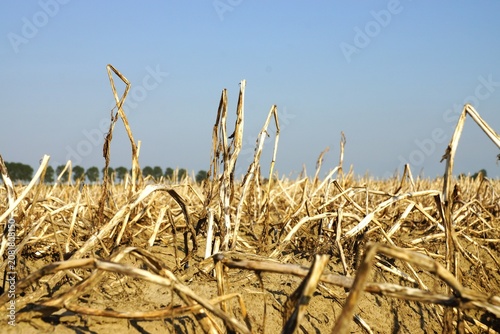  A field parched by the summer heat
