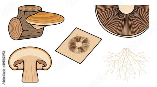 Photos Mushroom biology diagram elements, fungal spore print and mycelium root structur