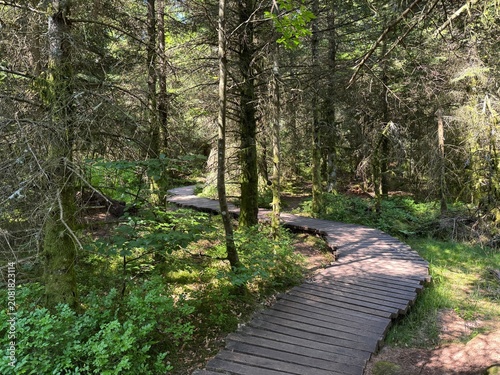 Photography Lotharpfad adventure trail in the Black Forest National Park or Lothar education