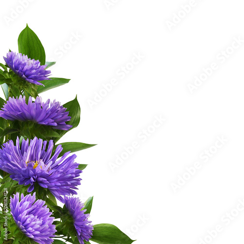 Purple aster flowers and gr...