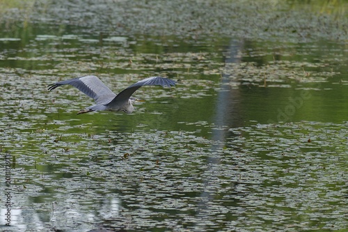 Graureiher fliegt über einen Teich