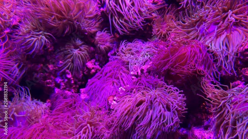 Close up of colorful sea anemones swaying underwater. Vibrant marine life and soft tentacles create an abstract ocean background rich in texture and natural beauty