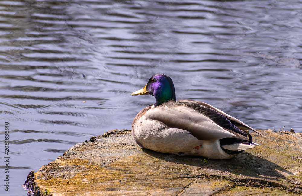 Fototapeta premium A beautiful drake with purple plumage on its head sits and rests on a felled tree trunk in a pond.