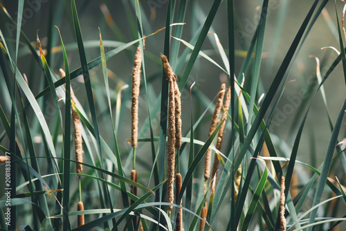 Close up of green Typha latifolia cattail reeds with brown fluffy spikes