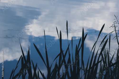 Green Typha latifolia reeds against beautiful blue sky reflection in pond