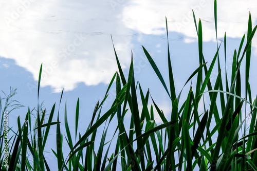 Green Typha latifolia reeds against beautiful blue sky reflection in pond