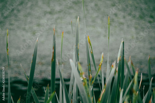 Green Typha latifolia reeds close up against blurry pond water background