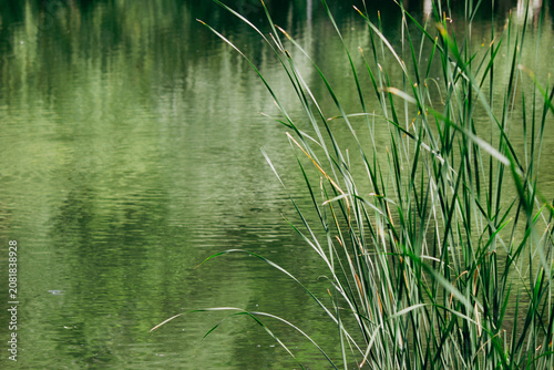 Green Typha latifolia reeds on pond shore with tree reflection background