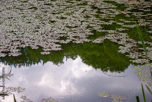 Green water chestnut plants covering pond surface with sky and tree reflection