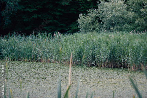 Lush green reeds growing along duckweed covered pond near dark forest