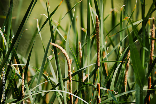 Sunlit green Typha latifolia reeds with brown fluffy cattail spikes