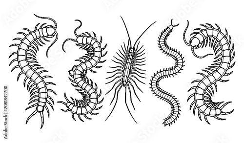 Bild auf Leinwand Hand Drawn Centipede Collection with Different Arthropod Insect Anatomy Scientif