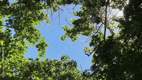 This image features sunlight piercing the canopy of Acer pseudoplatanus (sycamore/plane tree) with delicate poplar fluff (Populus spp.) floating in the air. Perfect for summer-themed campaigns, nature
