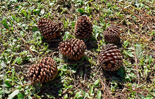 Pine cones on the grass in Sao Paulo, Brazil