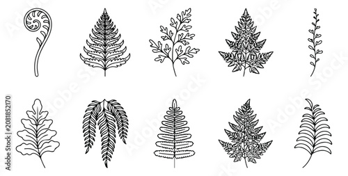 Εκτύπωση καμβά Minimalist fern leaf line art collection, 10 botanical fern frond vector icons,