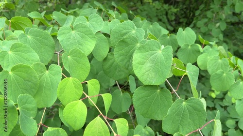This image showcases the heart-shaped leaves of the katsura tree (Cercidiphyllum japonicum), also known as the caramel or candyfloss tree. Ideal for botanical studies, garden design, and nature-themed