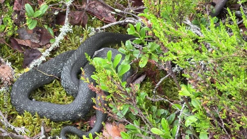 This image features a melanistic common grass snake (Natrix natrix), also known as the ringed snake or simply the grass snake, in a forest setting. Ideal for wildlife education, herpetology materials,