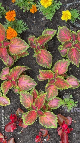 This image features colorful coleus (Plectranthus scutellarioides), also known as painted nettle, alongside bright marigolds. Ideal for garden design, botanical studies, and floral-themed marketing ma
