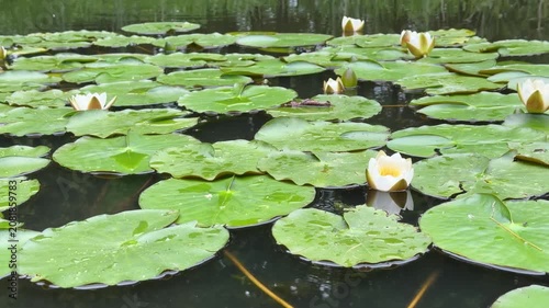 This image features white water lilies (Nymphaea alba), also called pond lilies or water roses, amid green lily pads on a still pond. Perfect for wellness branding, nature design, and botanical conten