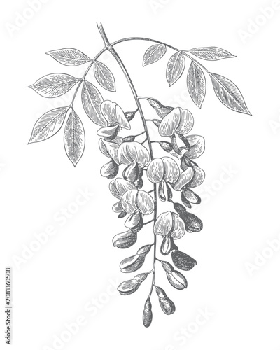 Photos Vintage tree wisteria branch featuring cascading blossoms and pinnate leaves