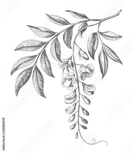 Tableau sur toile Vintage tree wisteria branch featuring cascading blossoms and pinnate leaves