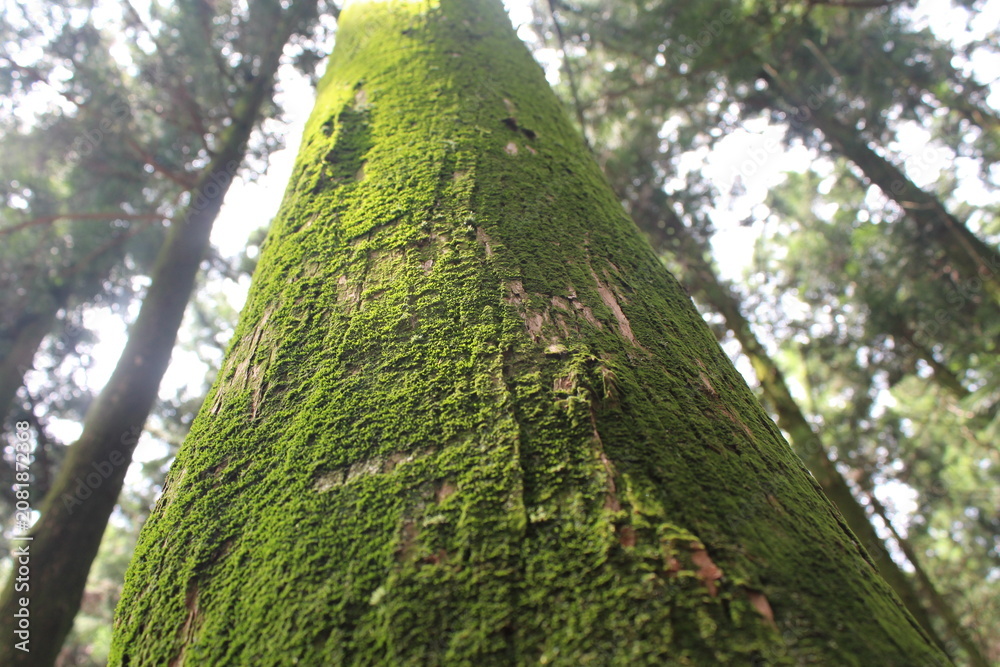 Fototapeta premium Moss Covered Tree Trunk in Forest Low Angle