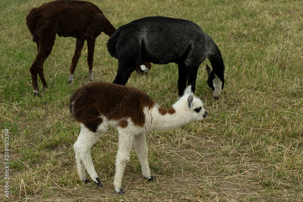 Fototapeta premium alpaka tier natur lama familie