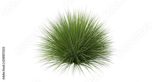 Lush green ornamental grass clump in soft studio lighting against a clean background for landscaping design concepts Isolated on transparent background