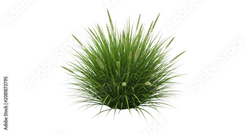 Lush green ornamental grass clump with seed heads illuminated by soft natural light isolated on transparent background