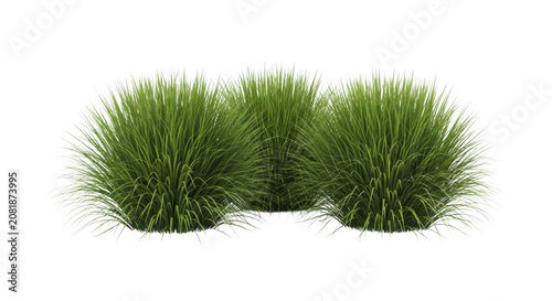 Lush green ornamental grass clumps in bright daylight isolated on transparent background