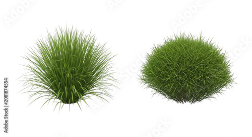Lush green ornamental grass clumps in soft studio lighting against a clean backdrop for landscaping design concepts Isolated on transparent background