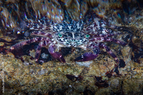 фотографія Sally lightfoot crab from Cyprus