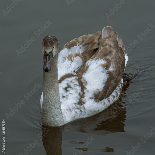 Fotografie Detailed portrait of cygnet showing elegant neck and feather pattern on lake