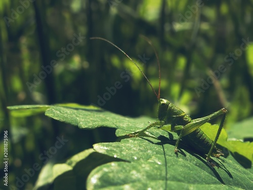 Принти на полотні Green grasshopper sitting on a textured leaf under warm summer sunlight