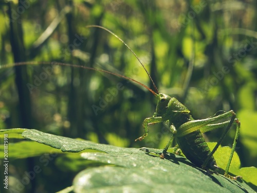 Tableau sur toile Detailed close up of a bright green cricket with long antennae in a meadow