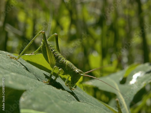 Quadro su tela Wild bush cricket insect basking on a sunlit plant leaf