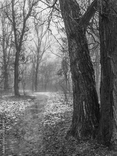 Foto Narrow winter path leading through a hush of leafless trees and lingering mornin